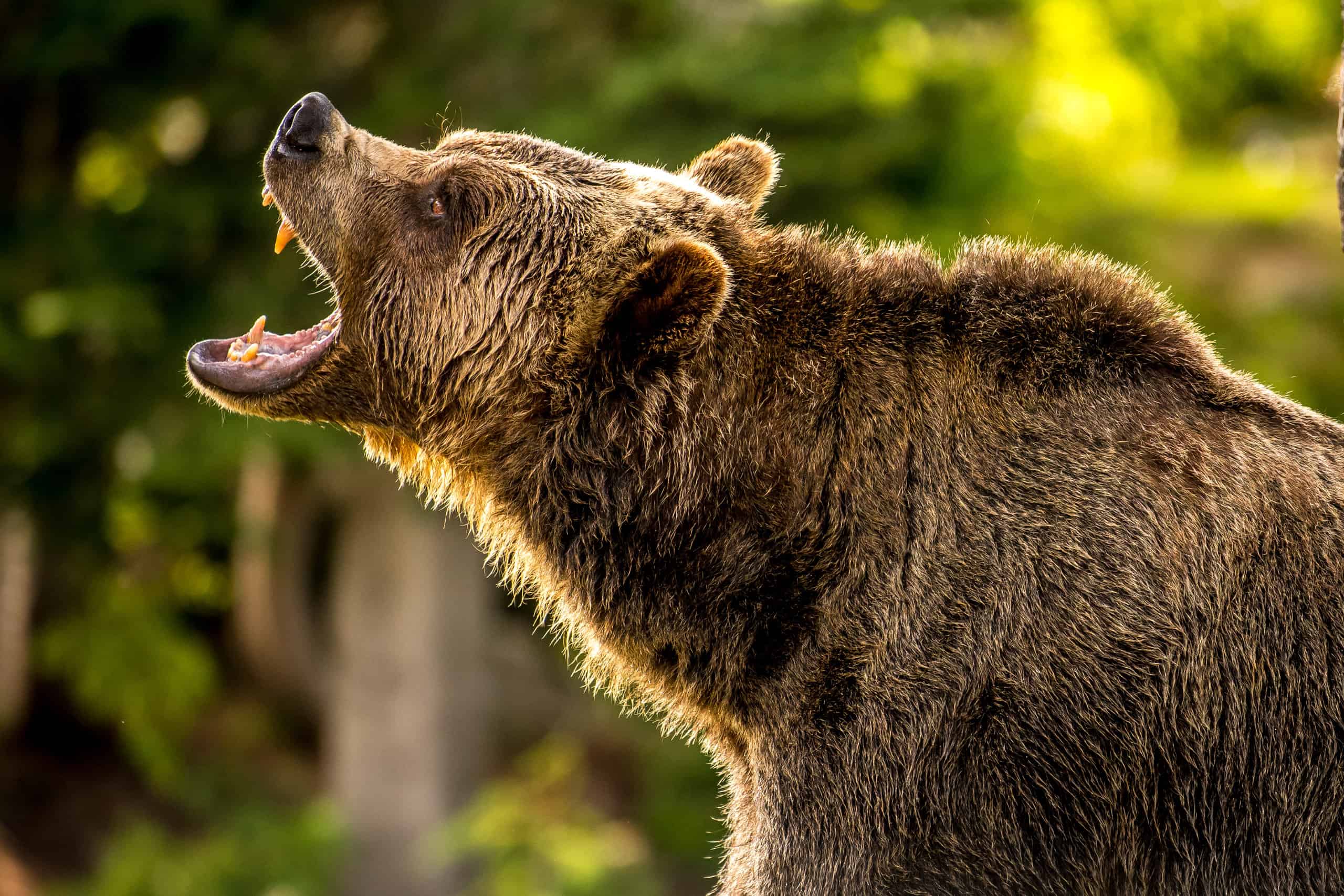 Orso grizzly adulto nella foresta