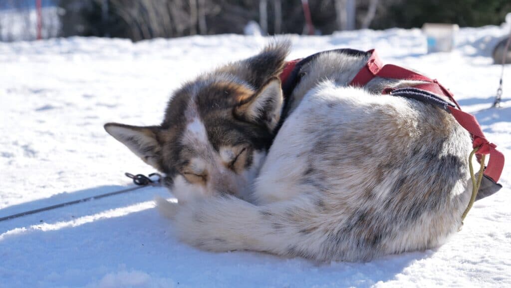 Cane da slitta che usa la coda per riscaldarsi durante il sonno
