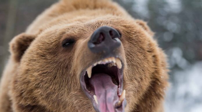 Dove vivono gli orsi grizzly in Idaho?
