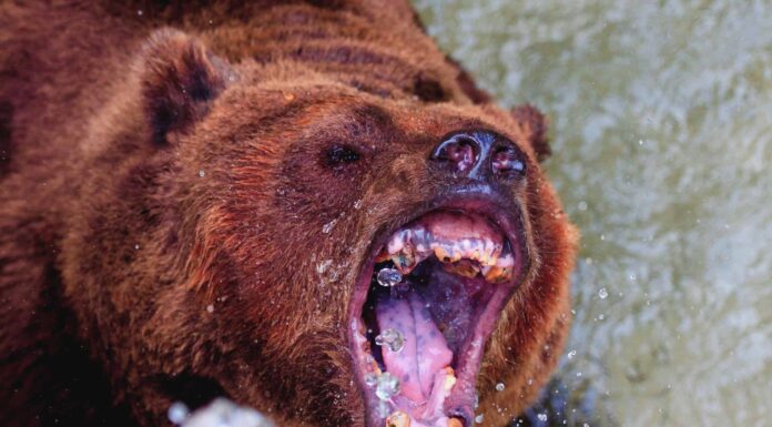 Quanti orsi grizzly vivono nel parco nazionale di Yellowstone?
