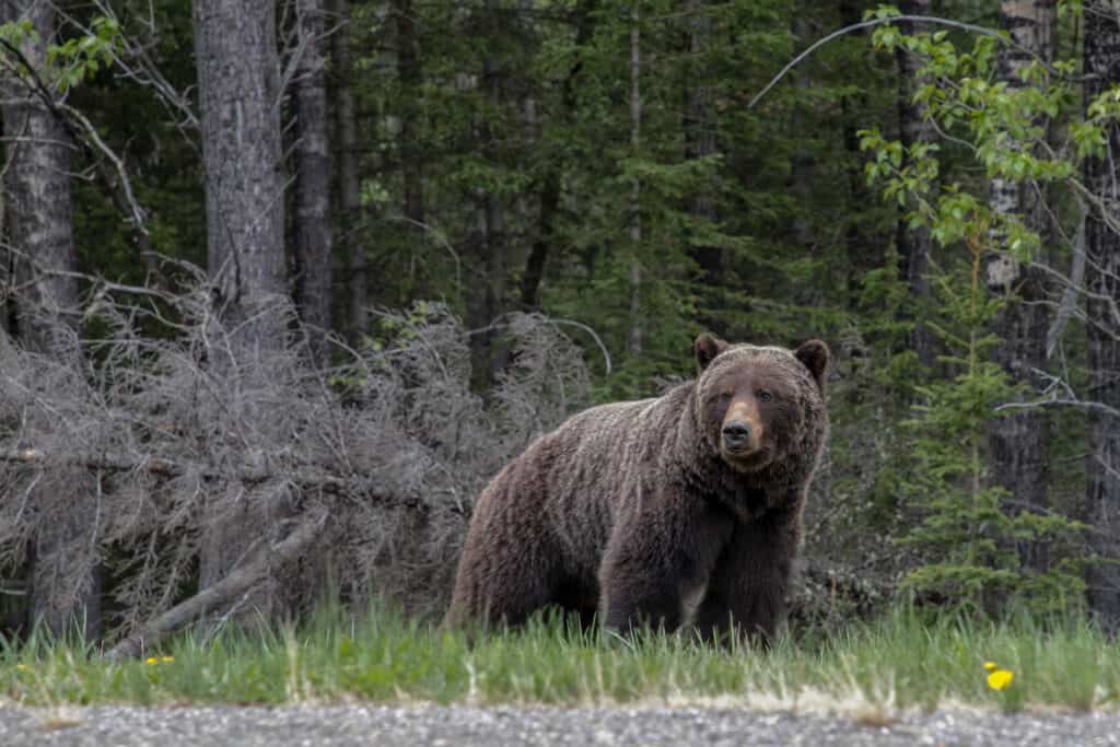 Un orso grizzly canadese marrone nelle Montagne Rocciose dell'Alberta, Canada, in piedi nell'erba verde in una radura, con fitti boschi sullo sfondo