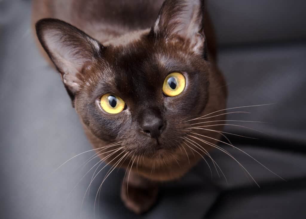 Gatto birmano nero con un colore marrone cioccolato.