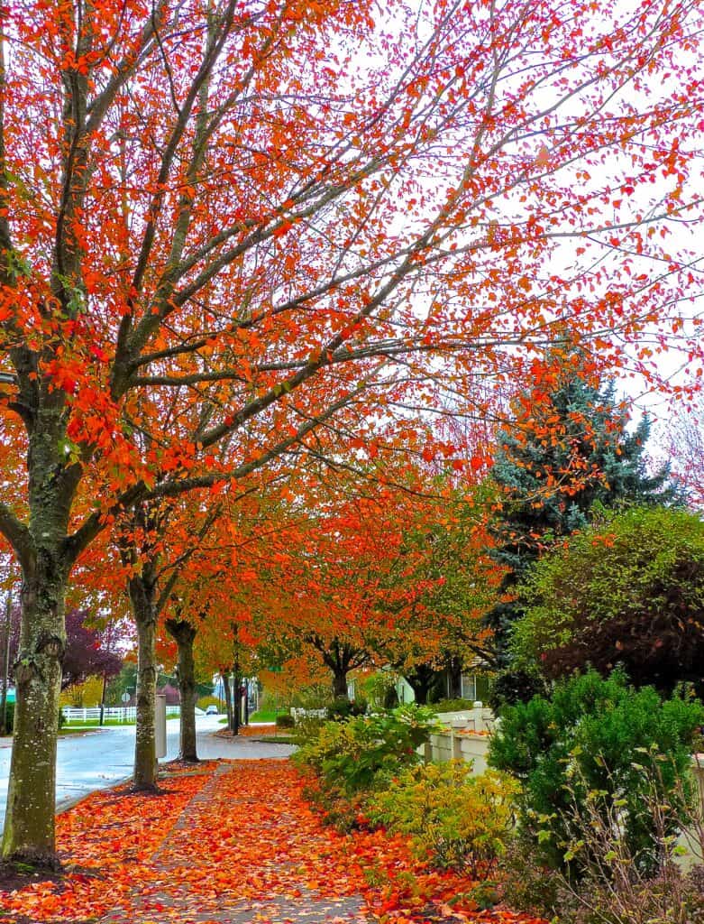 Alberi di acero tramonto rosso lungo la strada