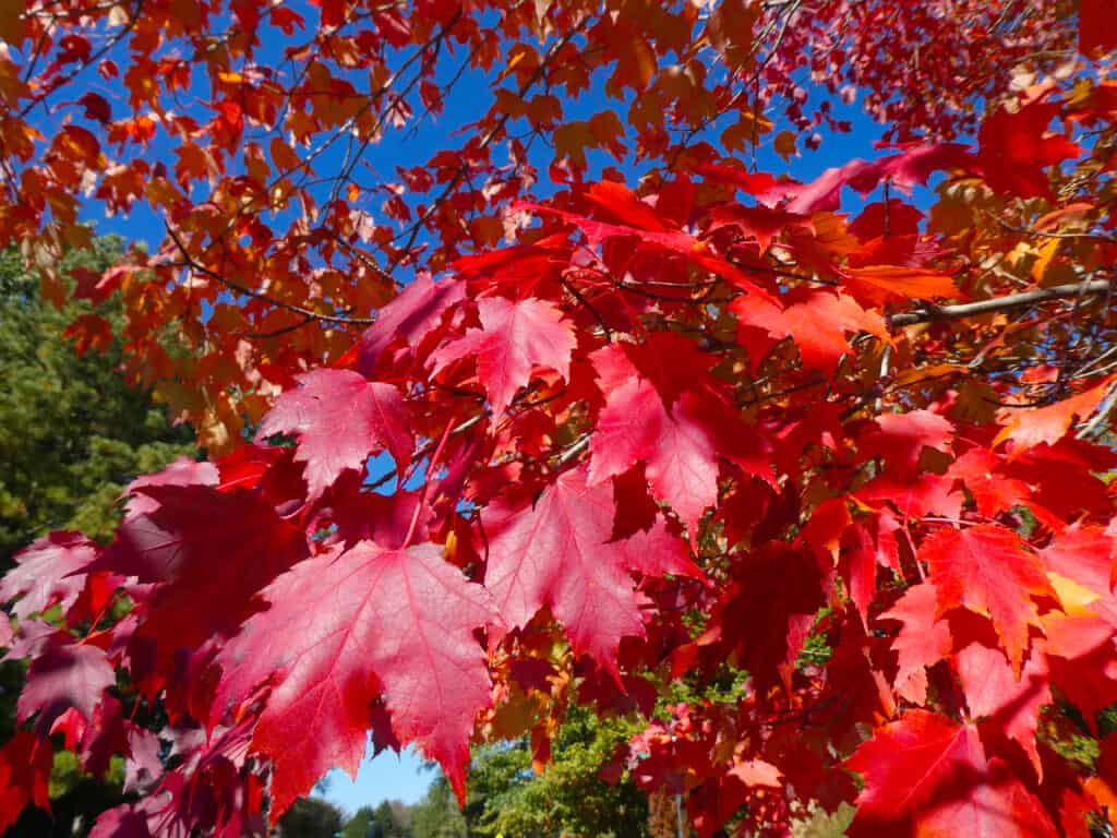 Primo piano di foglie di acero rosso colorato (acer rubrum) in autunno.