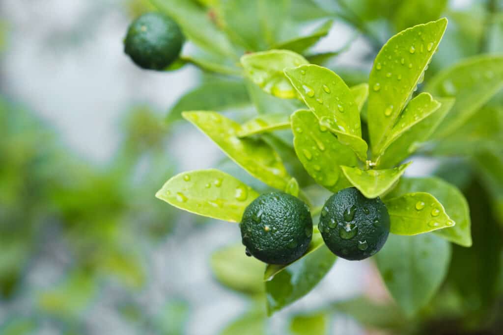 Immagine full frame di un ramo di un ramo di un albero di calamansi con foglie verde brillante.  Dal ramo pendono tre frutti di Calamansi verde scuro.