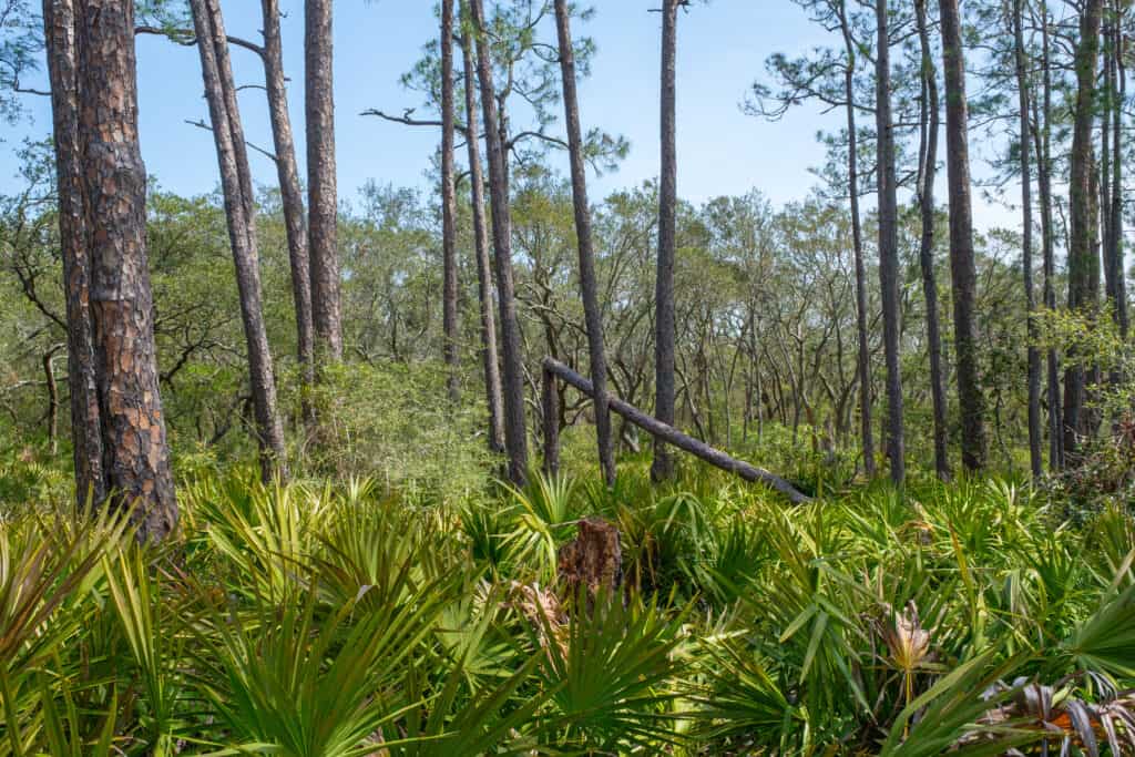 Pini e palmettos lungo il Pine Beach Trail nel Bon Secour National Wildlife Refuge in Gulf Shores, Alabama, USA