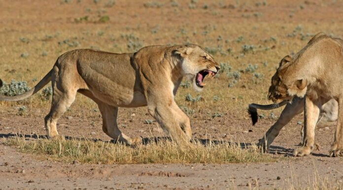 Guarda una leonessa coraggiosa che cerca di impedire a un maschio inseguitore di uccidere i suoi cuccioli
