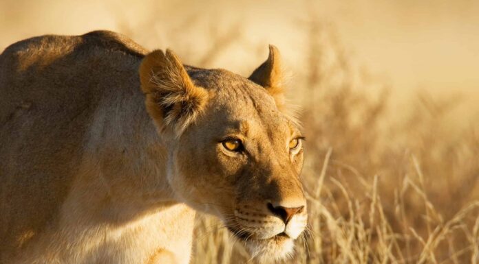 Guarda una leonessa difendere i suoi cuccioli da un leone maschio aggressivo
