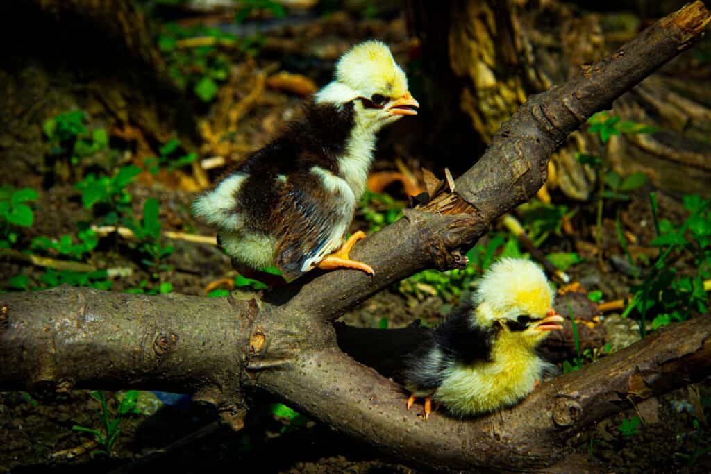 Due giovani pulcini polacchi seduti su un ramo di un albero.  I pulcini neri e gialli e piuttosto pelosi.