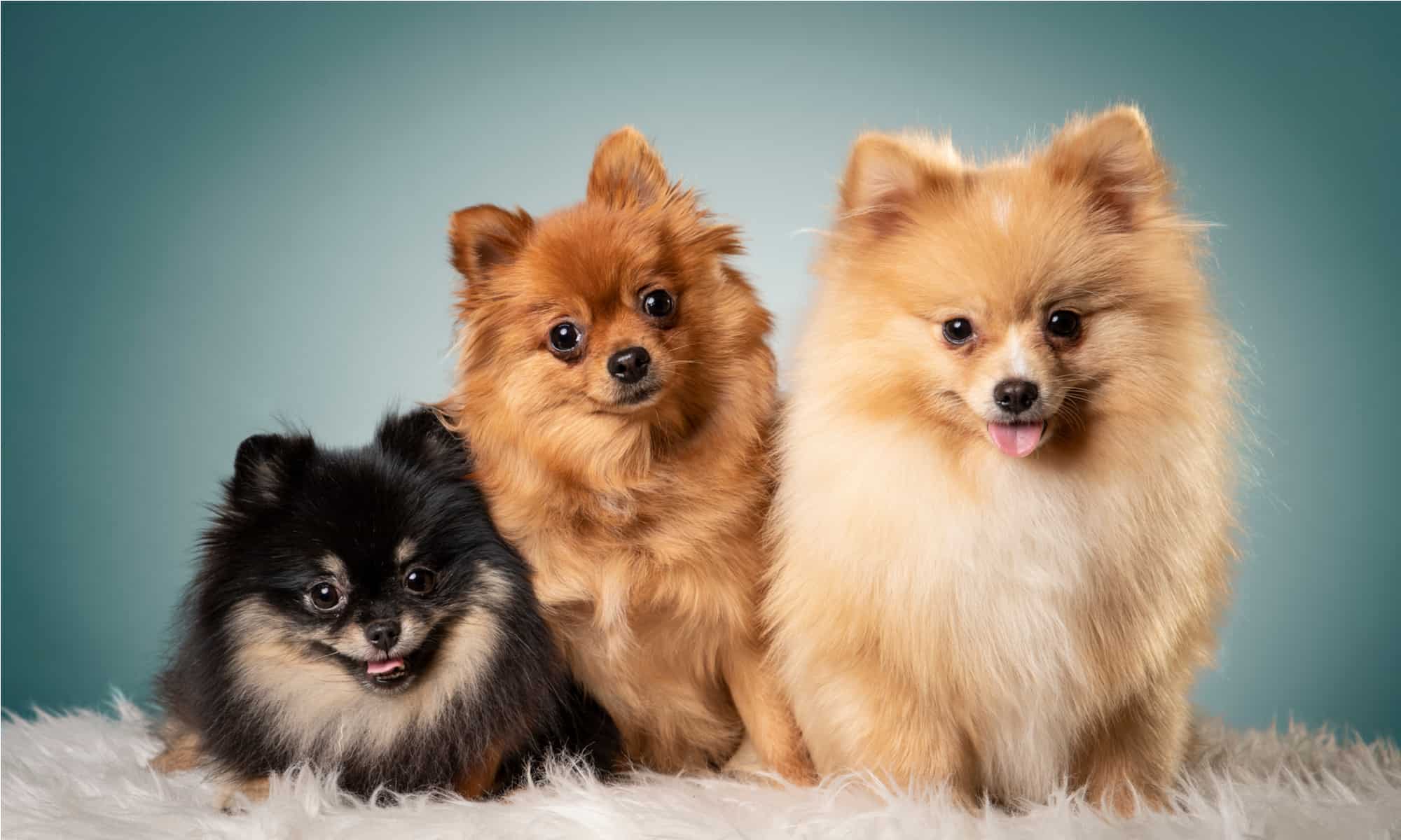 Tre Pomeraniani di diversi colori
