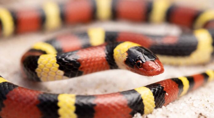 Questo Kingsnake che si arrampica su un muro di mattoni è stranamente pacifico
