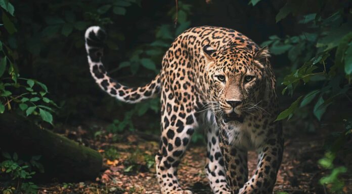Guarda Due ghepardi molestano un leopardo finché non si carica
