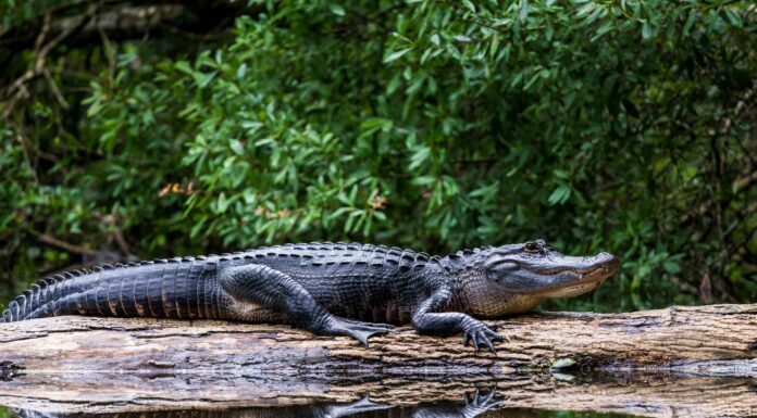 Quanti alligatori vivono in Florida?
