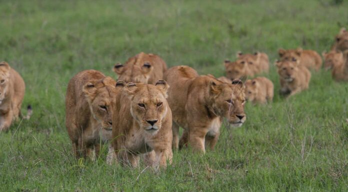 Guarda un branco di 18 leoni attaccare un rinoceronte mentre zebre e bufali guardano
