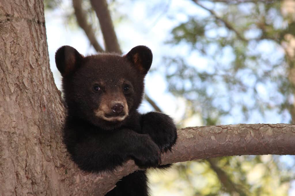 cucciolo di orso nero