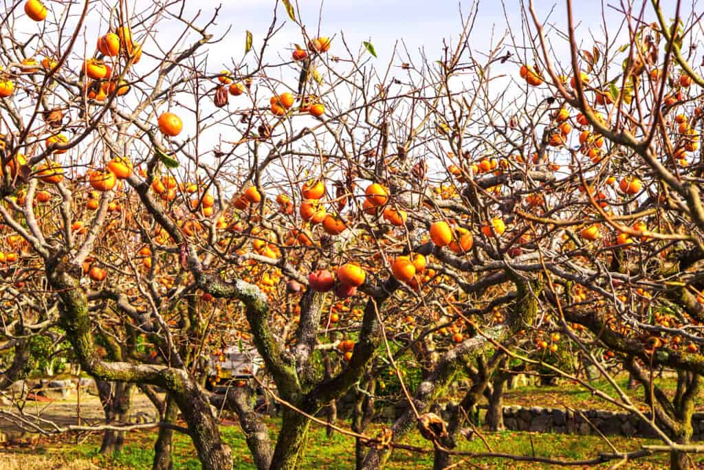 Cachi, albero di cachi, fattoria, Asia, Giappone