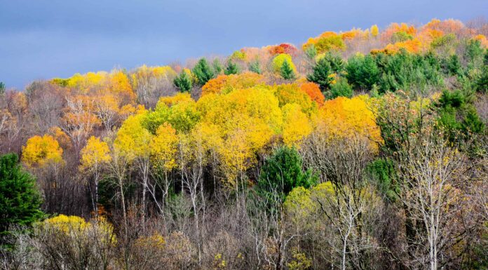 I 5 posti migliori per sbirciare le foglie nel Vermont: date di punta, migliori percorsi di guida e altro
