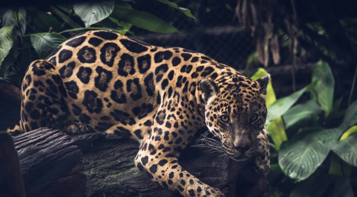 Guarda questo enorme giaguaro che si trasforma in un gattino per grattarsi la pancia
