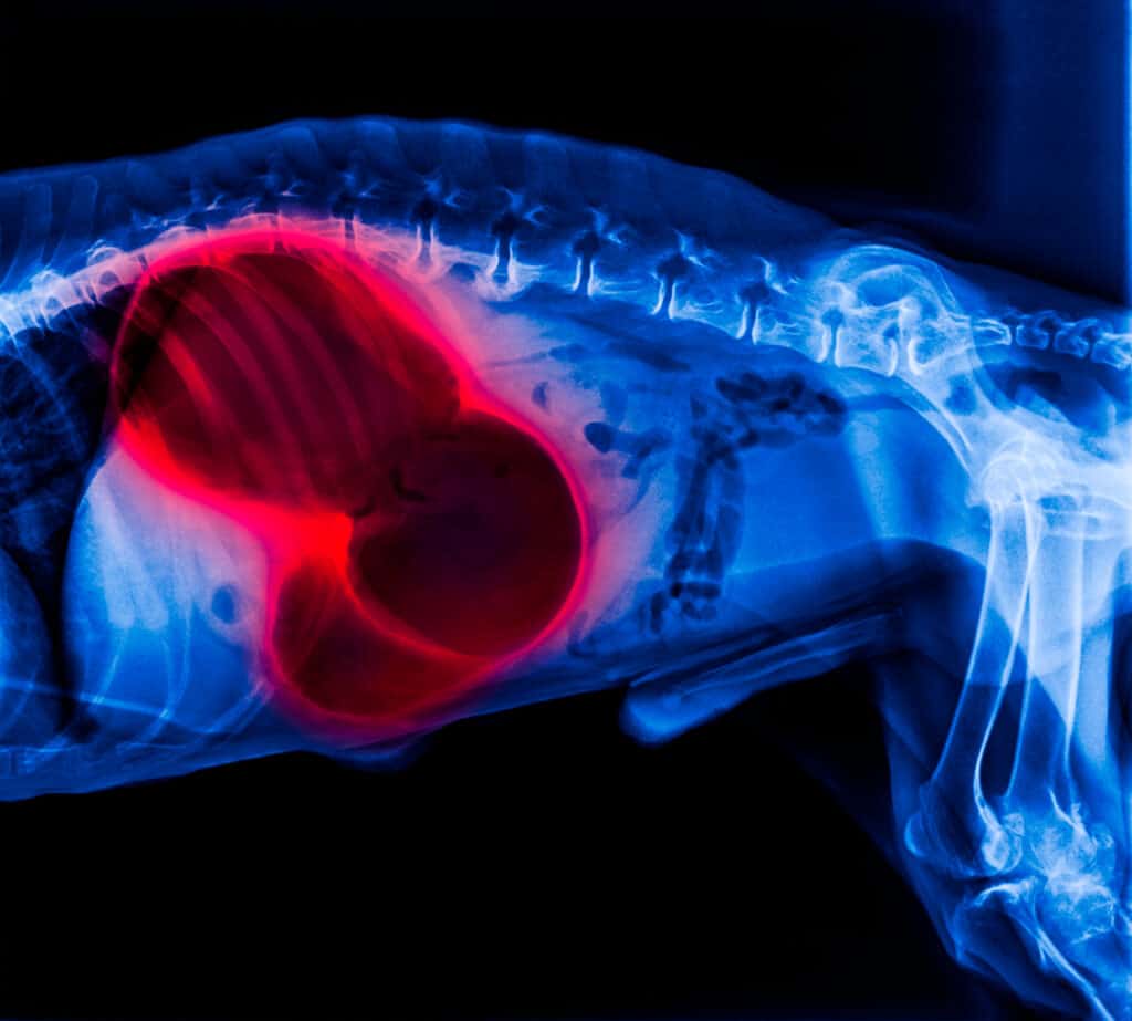 Raggi X della vista laterale del cane rosso che evidenzia la dilatazione gastrica volvolo (GDV)