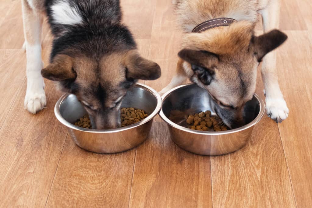 Due cani che mangiano crocchette dalle loro ciotole - cibo per cani