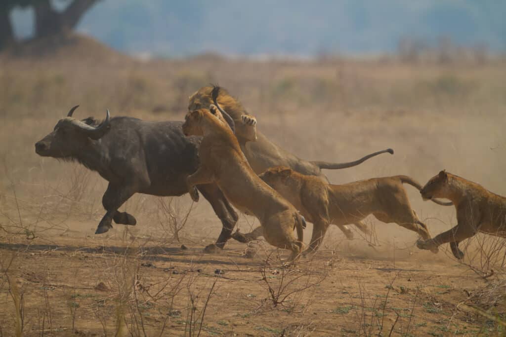 Attacco di bufalo leone