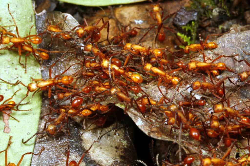 formiche dell'esercito