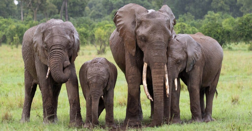 Animali che dormono in piedi - Elefanti