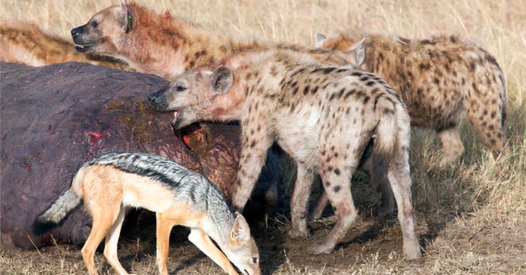 Denti di iena - Iene maculate