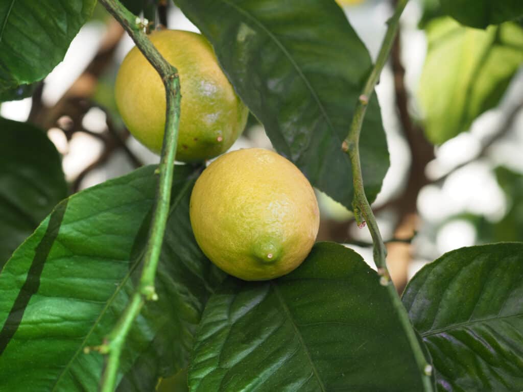 Citrus x limon albero di limone