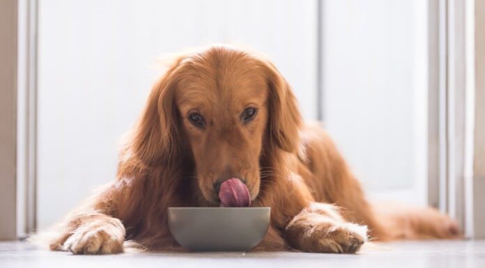 I cani possono mangiare la tilapia, è sicuro?
