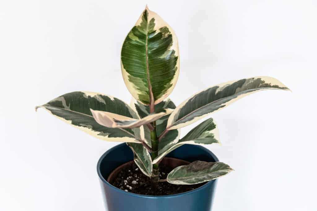 Una pianta di albero della gomma con foglie verdi bordate di bianco crema.  La pianta è in un contenitore blu acciaio contro uno sfondo bianco. 