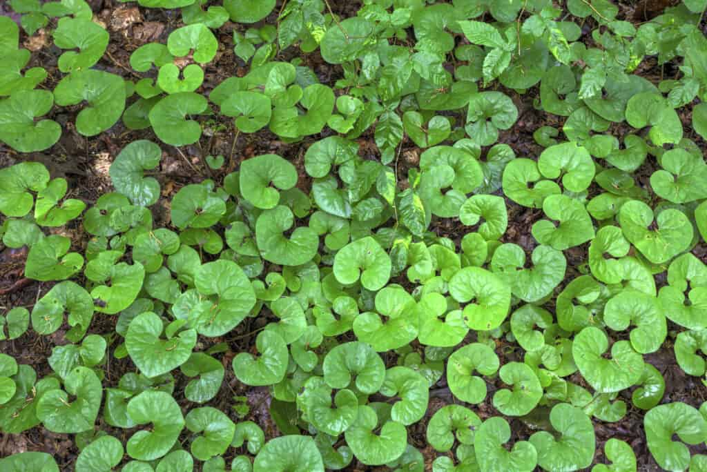Lo zenzero selvatico (Asarum shuttleworthii) ha foglie a forma di cuore