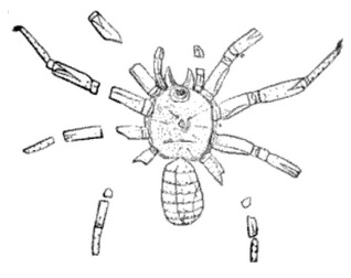 Arthrolycosidae - Illustrazione di Arthrolycosa Antiqua