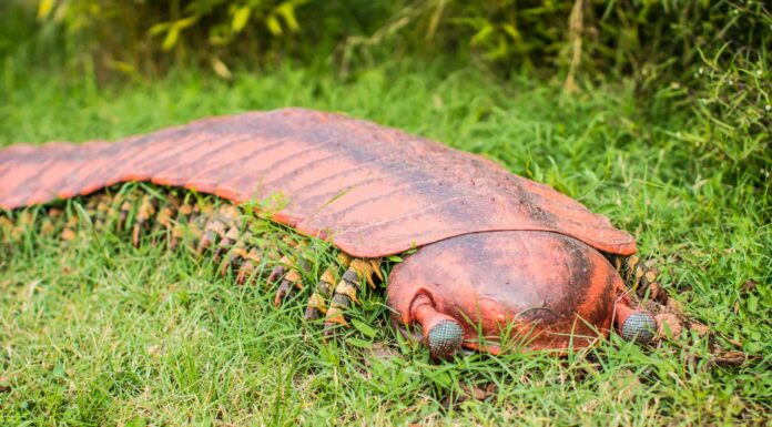 Scopri 9 incredibili animali del periodo carbonifero
