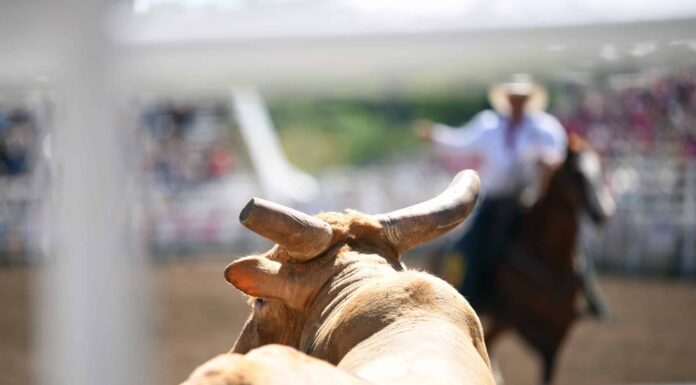 Scopri il toro più cattivo nella storia del rodeo del Texas
