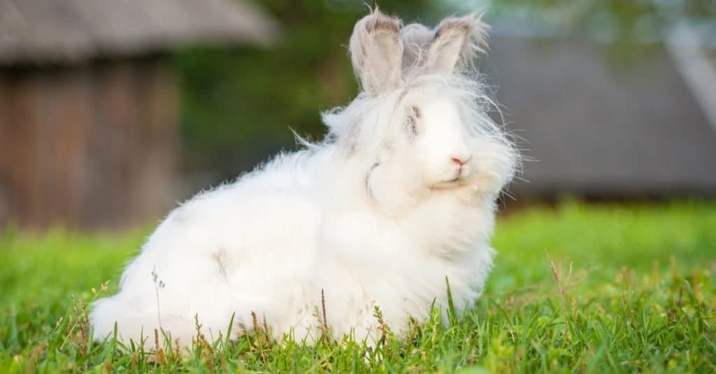 Animali più soffici: coniglio d'angora