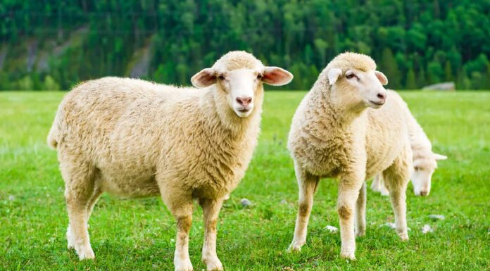 10 animali che producono lana
