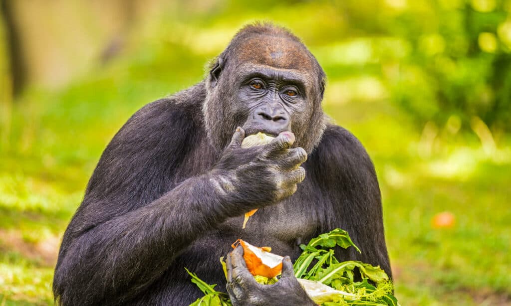 ritratto di un gorilla che mangia frutta e verdura.  Il gorilla mangia attivamente un frutto che tiene nella mano destra.  Il gorilla culla le verdure a foglia verde e l'altra metà del frutto nel braccio sinistro.  sfondo verde di erbe e vegetazione. 