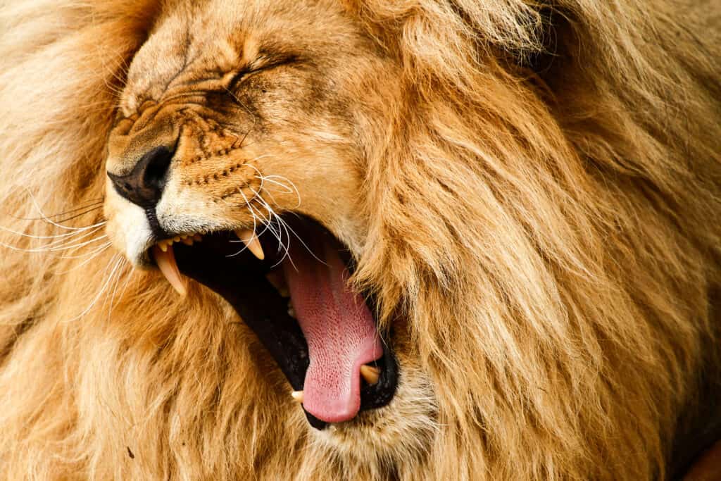 cornice completa della testa / criniera d'oro di un leone.  Gli occhi del leone sono chiusi e sembra sbadigliare, la bocca spalancata, che espone la sua lingua rosa e le sue zanne superiori e inferiori (denti) che sembrano aver bisogno di una buona spazzolatura, in quanto sono dello stesso colore della pelliccia del leone. 
