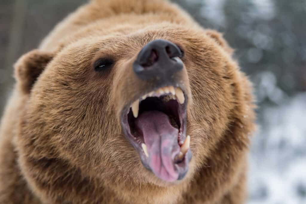 Orso grizzly che ruggisce in inverno