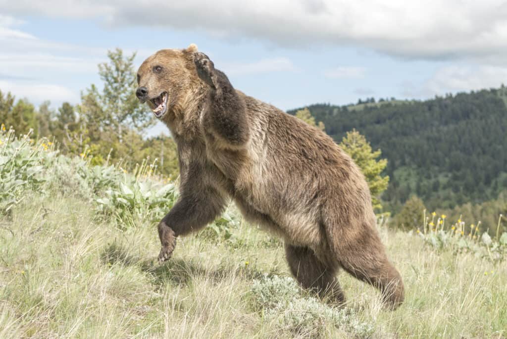 Orso grizzly che salta