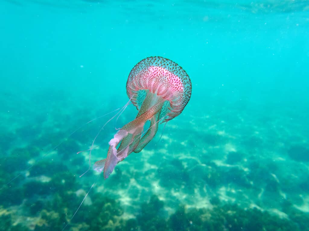 Meduse pungiglione malva