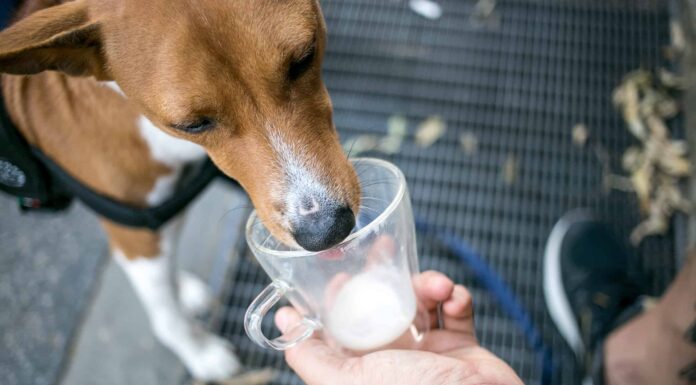 I cani possono bere soia o latte di mandorla in modo sicuro?
