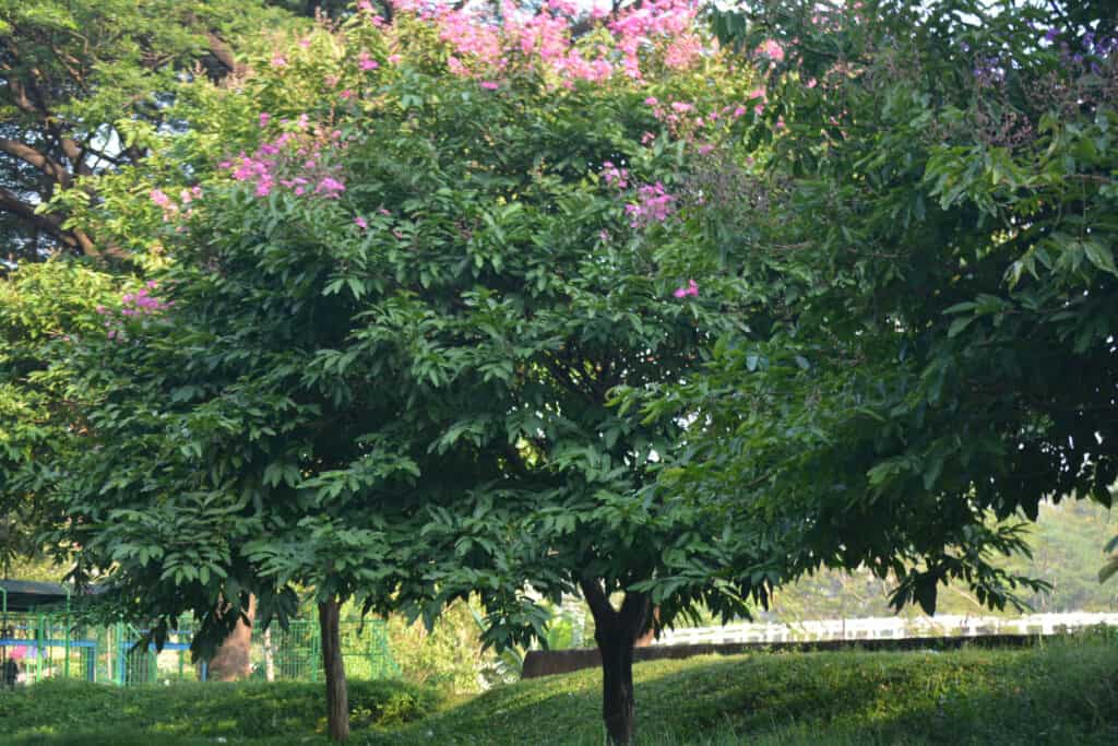 Lagerstroemia speciosa, albero di mirto crespo 