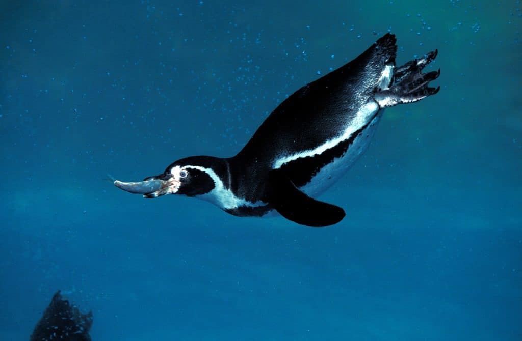Pinguino Humboldt adulto pesca, con pesce nel becco, su uno sfondo di acqua blu.  Il pinguino è nero sul dorso con la pancia bianca. 