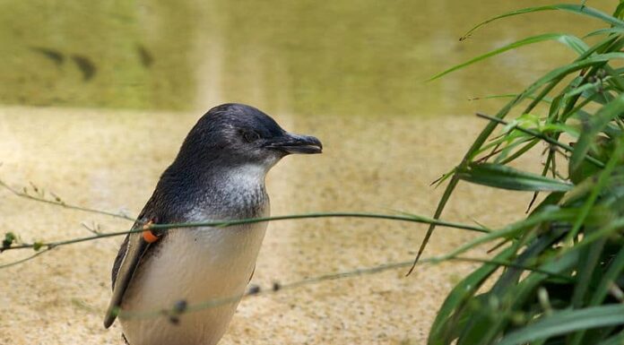 a little penguin standing on sand, a green plan can be seen in the right bottom corner of the frame, and water comprises the background