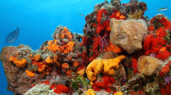  Cosa mangiano i coralli?  10+ cose che possono mangiare
