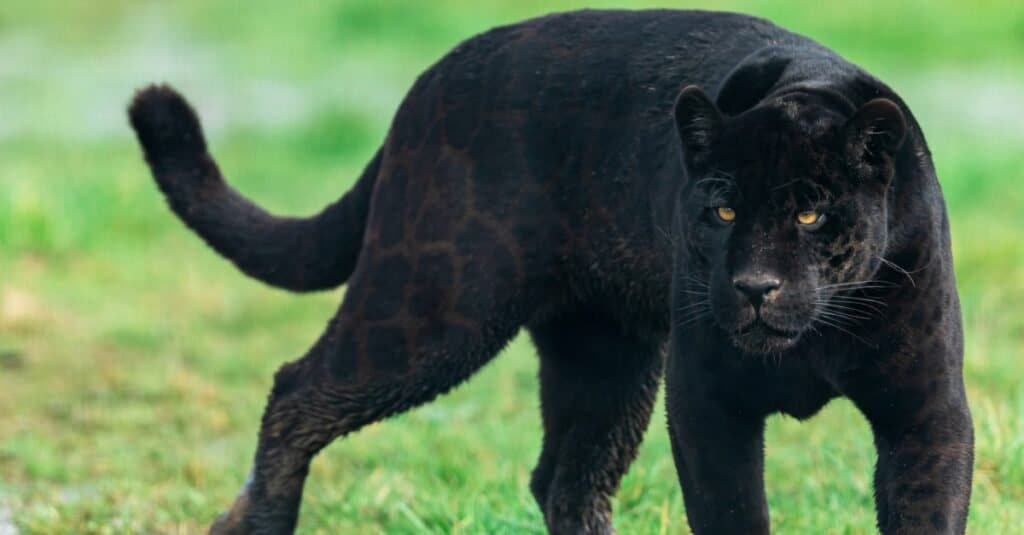 Tipi di Jaguar - pantera nera