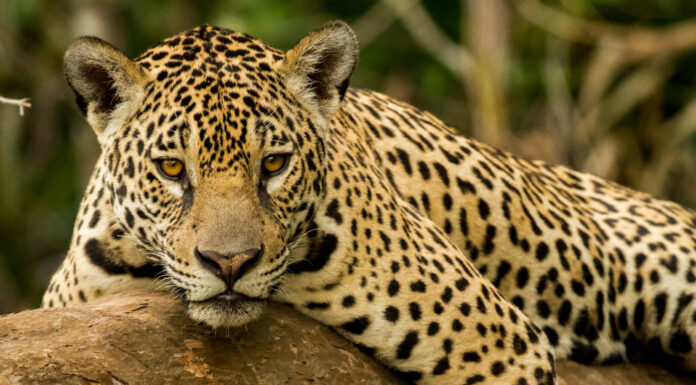 Simbolismo e significato degli animali dello spirito del giaguaro

