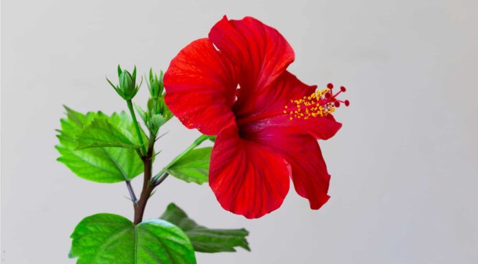 Hardy Hibiscus vs. Tropical Hibiscus: differenze chiave tra due bellezze floreali
